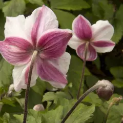 ANEMONE 'Dainty Swan'