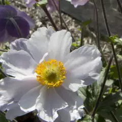 ANEMONE 'Dreaming Swan'®