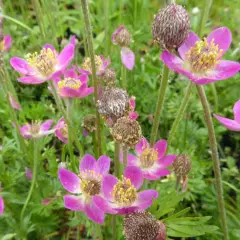 ANEMONE multifida 'Rosea'