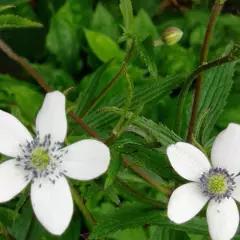 ANEMONE rivularis - Anémone des rives