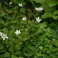 ANEMONE rivularis - Anémone des rives