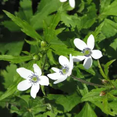 ANEMONE rivularis - Anémone des rives