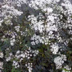 ANTHRISCUS sylvestris 'Ravenswing' - Cerfeuil