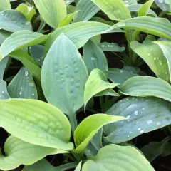 HOSTA 'Fragrant Blue'