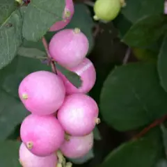 SYMPHORICARPOS doorenbosii 'Magic Berry' - Symphorine 'Magic Berry'