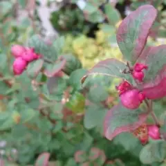 SYMPHORICARPOS doorenbosii 'Magic Berry' - Symphorine 'Magic Berry'