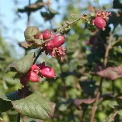 SYMPHORICARPOS doorenbosii 'Magic Berry' - Symphorine 'Magic Berry'