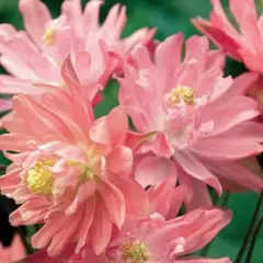 AQUILEGIA vulgaris 'Clementine Salmon Rose' - Ancolie