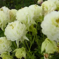 AQUILEGIA vulgaris 'Clementine White' - Ancolie