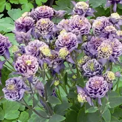 AQUILEGIA vulgaris 'Winky double Dark Blue White' - Ancolie