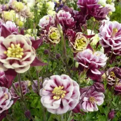 AQUILEGIA vulgaris 'Winky Double Red White'