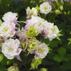 AQUILEGIA vulgaris 'Winky Double Rose White'