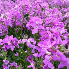 ARABIS blepharophylla 'Fruhlingszauber' - Arabette de Californie