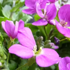 ARABIS Caucasica 'Rosea' - Arabette du Caucase