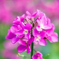 ARABIS Caucasica 'Rosea' - Arabette du Caucase