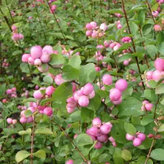 SYMPHORICARPOS doorenbosii 'Mother of Pearl' - Symphorine 'Mother of Pearl'