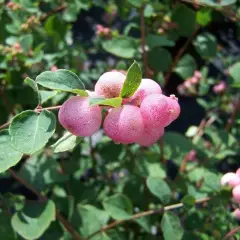 SYMPHORICARPOS doorenbosii 'Mother of Pearl' - Symphorine 'Mother of Pearl'