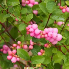 SYMPHORICARPOS doorenbosii 'Mother of Pearl' - Symphorine 'Mother of Pearl'