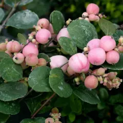 SYMPHORICARPOS doorenbosii 'Mother of Pearl' - Symphorine 'Mother of Pearl'