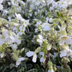 ARABIS caucasica 'Variegata' - Arabette du Caucase