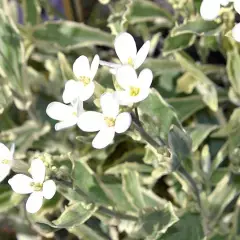 ARABIS caucasica 'Variegata' - Arabette du Caucase