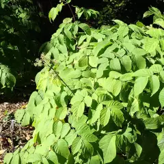 ARALIA cordata 'Sun King'