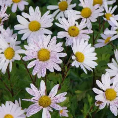 ARCTANTHEMUM arcticum 'Roseum' - Chrysanthème