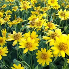 ARNICA chamissonis - Arnica Américaine - Arnica des plaines