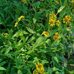 ARNICA chamissonis - Arnica Américaine - Arnica des plaines