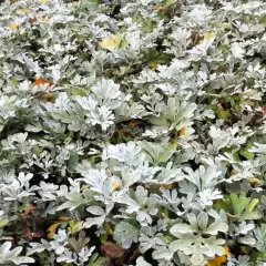 ARTEMISIA stelleriana - Armoise à feuilles de Cinéraire