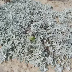 ARTEMISIA stelleriana - Armoise à feuilles de Cinéraire