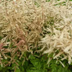 ARUNCUS 'Misty Lace'