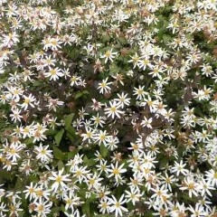 ASTER divaricatus 'Beth Chatto'