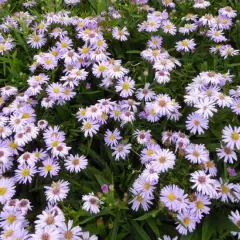 ASTER dumosus 'Silberblaukissen'