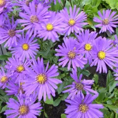 ASTER 'Blue Autumn' 