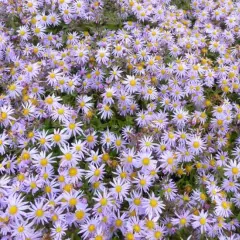 ASTER 'Eleven Purple' - Aster d'automne