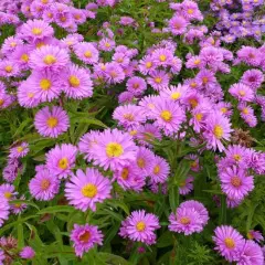 ASTER 'Wood's Pink'