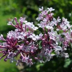 SYRINGA microphylla 'Superba' - Lilas de Chine 'Superba'