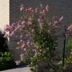 SYRINGA microphylla 'Superba' - Lilas de Chine 'Superba'