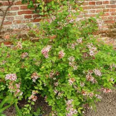 SYRINGA microphylla 'Superba' - Lilas de Chine 'Superba'