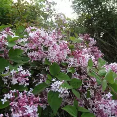 SYRINGA microphylla 'Superba' - Lilas de Chine 'Superba'