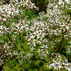 ASTER macrophyllus 'Albus'  - Aster à grandes feuilles