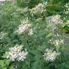 ASTER macrophyllus 'Albus'  - Aster à grandes feuilles