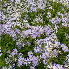 ASTER macrophyllus 'Twilight'