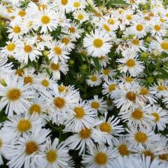 ASTER novae-angliae 'Herbstschnee' - Aster de la Nouvelle-Angleterre