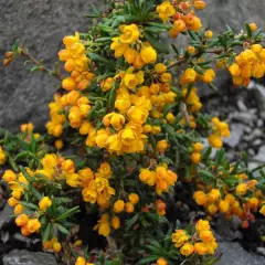 BERBERIS stenophylla - Epine vinette