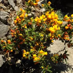 BERBERIS stenophylla - Epine vinette