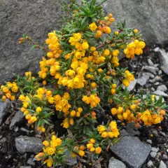 BERBERIS stenophylla - Epine vinette