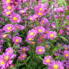 ASTER novi-belgii 'Lisette'  - Aster d'Automne