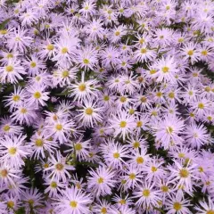 ASTER novi-belgii 'Rosenquarz'